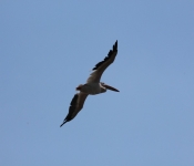 MNRiverPelicans 2014 09 023